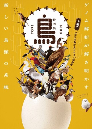 【新情報！】特別展「鳥 ～ゲノム解析が解き明かす新しい鳥類の系統～」展覧会オリジナルグッズ・関連イベントのご案内