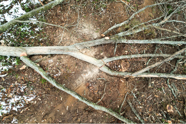 土井木工、伐採された木の原産地が確認できる「TRACEABLE TREE」をWOODコレクション2026にて展示