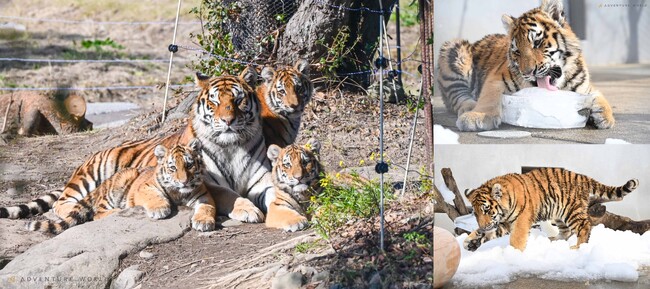 ＼ ２月２２日は「猫の日」／今だけ！アムールトラ親子との特別な時間 ケニア号に乗ってじっくりと親子に出会えるツアーを開催