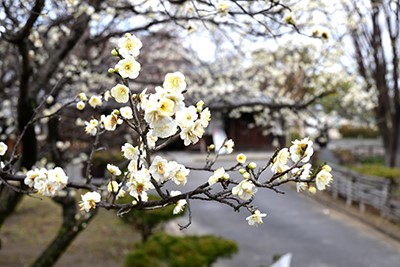 ほころぶ梅に春の訪れ 高槻市内で開花進む