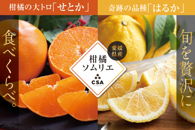 旬を贅沢に食べくらべ 柑橘ソムリエの『せとか・はるか』（愛媛県産）