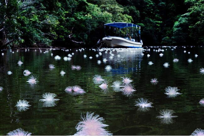【西表島ホテル】一夜限りの幻の花が静寂の川一面に浮かぶ「絶景サガリバナクルーズ」を今年も開催