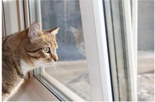 2月22日は猫の日　アイチューザー、ペットに関する冷暖房の利用実態と意識を調査