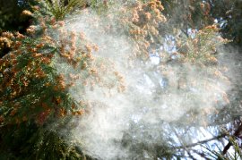 花粉飛散
