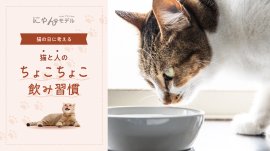 猫と人の「ちょこちょこ飲み習慣」