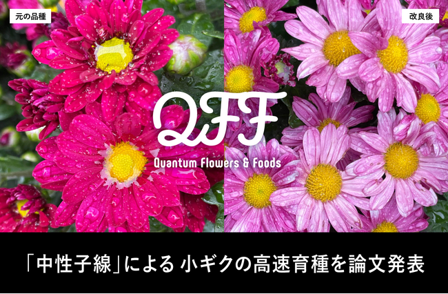 クォンタムフラワーズ＆フーズ（QFF）、中性子線照射による小ギクの高速品種改良において、有効性を学術誌に発表
