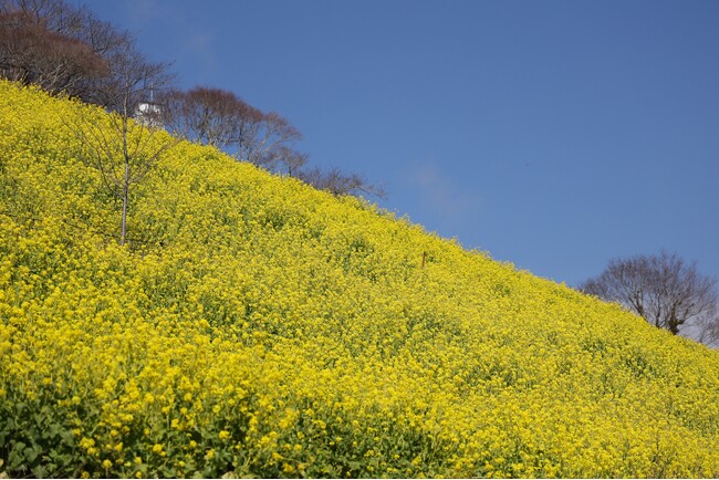 【春の風物詩】マザー牧場に春到来！！350万本の「菜の花」が見頃入りしました！