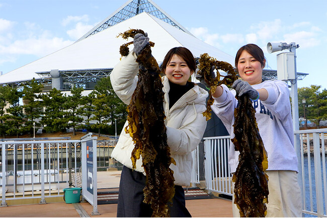 【横浜・八景島シーパラダイス】春が旬の“ワカメ”を「知る」「獲る」「食べる」ことができるイベント『ワカメ収穫体験』【２０２６年３月１日（日）～３１日（火）】