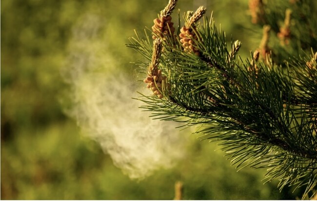 【2026年は花粉が早く飛ぶ？花粉症対策】しももとクリーニング「外干し不要！布団リセットキャンペーン」を全国で開始
