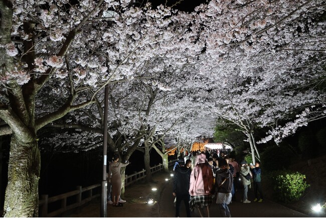 『海と桜の絶景陽桜』『関西最大級のエンタメ夜桜』昼も夜も楽しめる須磨の桜イベント「敦盛桜２０２６」を今年も開催！