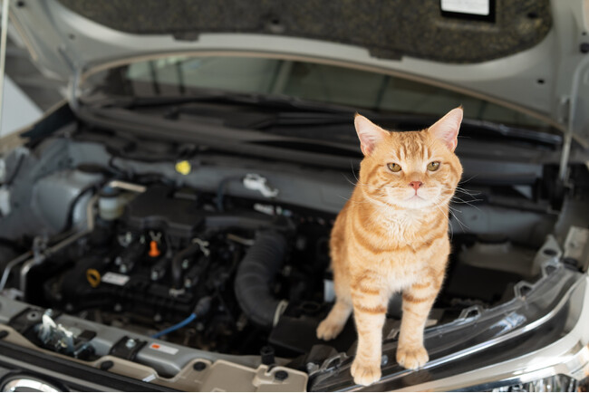ボンネットの中にニャンと！猫がクルマに入り込むトラブル、11月の1カ月で83件