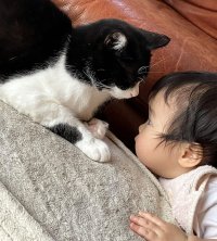 2月22日は「猫の日」。「猫ひっかき病」をご存じですか？安心して猫と暮らすため「迅速検査キット」開発に山口大学が挑戦