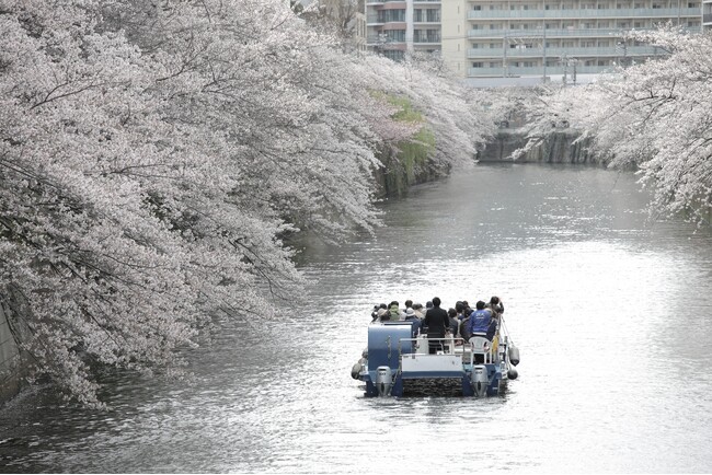 【人気No.１】ただいま販売中！毎年2万人が乗船する人気クルーズ「桜の名所、目黒川お花見クルーズ」 3月20日～4月16日開催