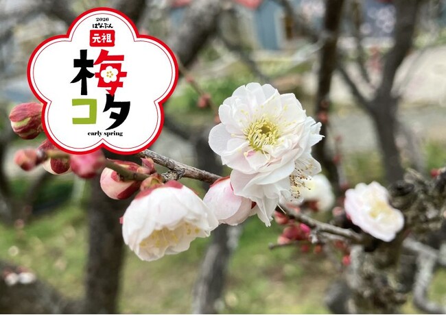 元祖梅コタ 2026 開催！約 90 品種、240 本の梅が開花します