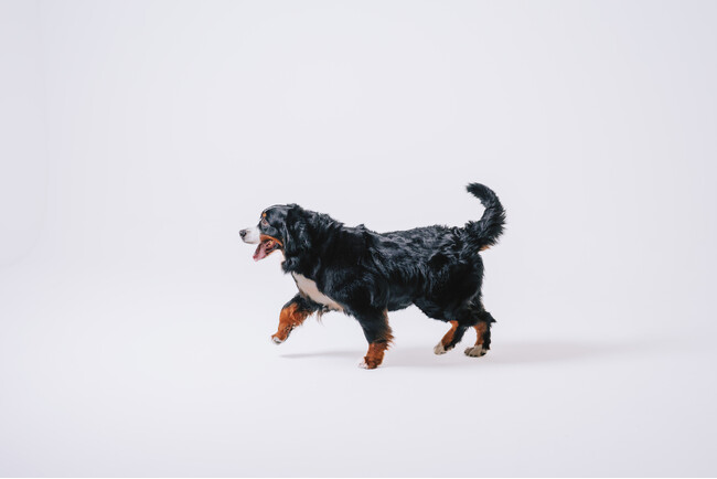 「大型犬お断り」にサヨナラ。大阪・高槻のStudio Root/Bが、全犬種同伴OKの「ペットフレンドリー」な新料金プランを開始