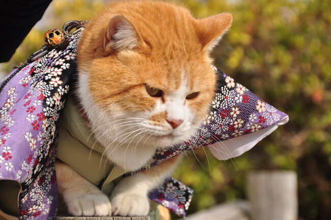 2月22日は「猫の日」！　「密着！猫城主さんじゅーろーの1日」ほか猫番組をたっぷり放送！