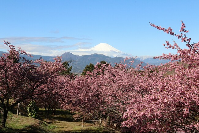 おおいゆめの里で「大井里山花まつり」を開催中！2月21日(土)、22日(日)はステージイベント・ライトアップも実施（ライトアップは23日(月・祝)も実施）
