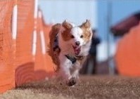 【千葉県佐倉市】愛犬家、地域住民がわんこと楽しめるイベント「Wanパーク」を千葉県初開催！（3/7.8）