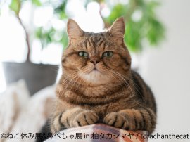 ねこ休み展　展示作品：torachanthecat