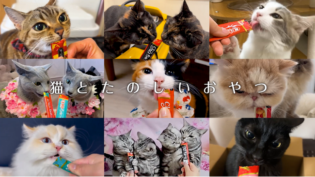 いなばペットフード　家族の猫ちゃんがTVに登場するかも！2026年版猫ちゃん用「ちゅ～る」CM動画を大募集！