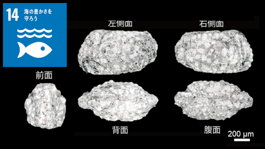 日本ではじめて中生代の新種介形虫(かいけいちゅう)化石を発見