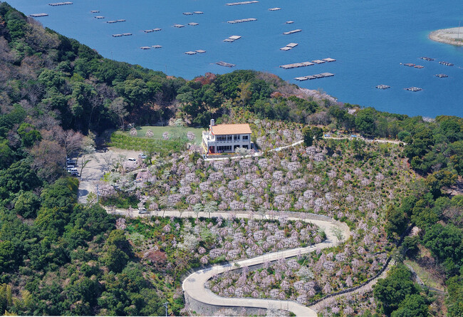 【花見山 鳴門】しだれ桜と青い海の絶景☆さくら祭りへホテルから送迎バスが新登場＜3月27日～4月10日＞