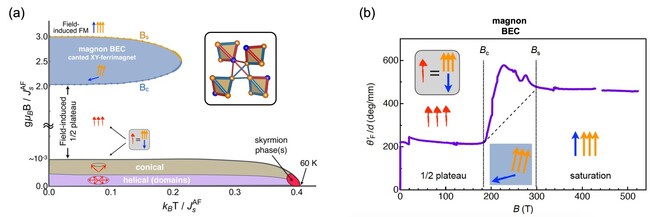 スピン四量体で初めてマグノンのボース−アインシュタイン凝縮を発見 -スキルミオン物質に潜む未知の超強磁場物性を明らかに -