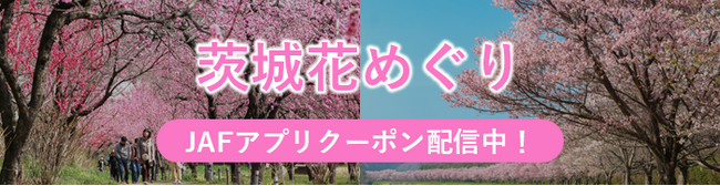 【JAF茨城】県内の花の名所をお得にドライブ！「花めぐり～JAFアプリクーポンでお得に楽しむ茨城の春～」を実施しております