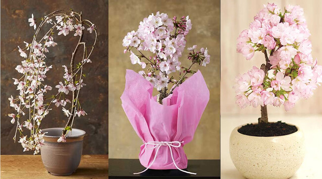 「自宅でお花見!?」おうちで楽しむ新常識!桜ミニ盆栽ご予約開始