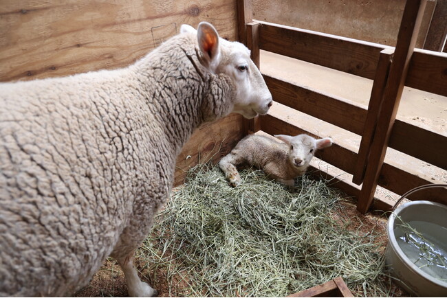 【動物の赤ちゃんニュース】マザー牧場で赤ちゃん羊 第1号が誕生しました！