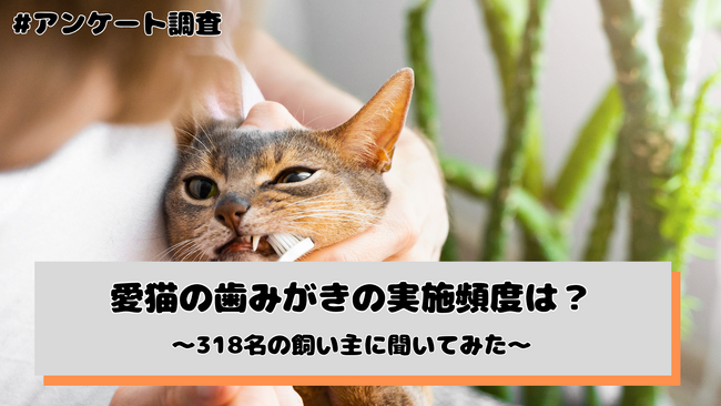 愛猫の歯みがき、実施頻度は「月1～3回程度」「ほとんど行っていない」が計54.1% --
