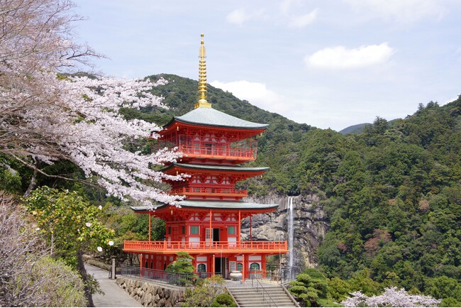 休暇村南紀勝浦の人気プログラム「世界遺産ウォーク熊野古道大門坂」まもなく迎える桜シーズン、この時期しか見られない桜越しの那智の滝と三重塔の絶景が楽しめます～パワーアイテムを集めて新年度を迎えてみては～