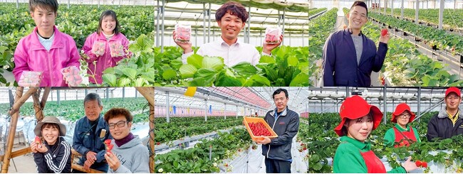 「Strawberry hunt 2026、はじまる。」