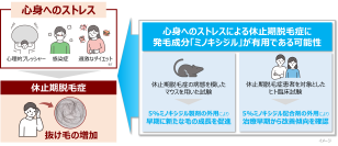 【新知見】心身へのストレスによる抜け毛の増加（休止期脱毛症）に発毛成分「ミノキシジル」が有用な可能性を見出す