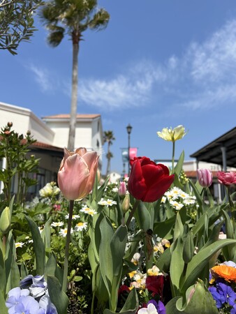 春の訪れをチューリップが彩る 鳥栖プレミアム・アウトレットで楽しむ特別な春のお買い物体験 ～ 九州初「WIND AND SEA」のオフィシャルストアなど新店続々
