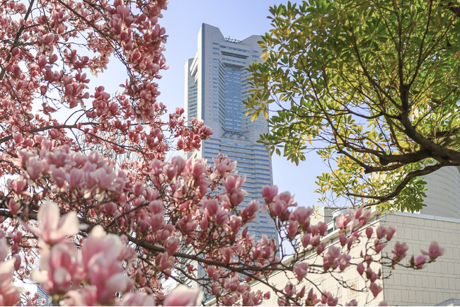 【横浜桜木町ワシントンホテル】「横浜、春の花めぐりフォトコンテスト」開催！　“横浜と花”をテーマに作品募集　3/1～5/20まで