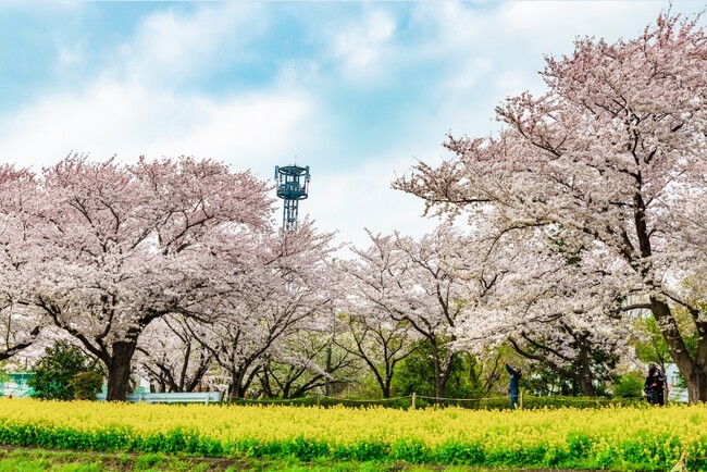 【東京都町田市】「2026町田さくらまつり」を開催します