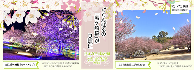 地元が愛する「城ケ崎桜(じょうがさきざくら)」が見頃に！
