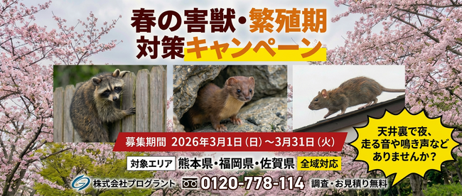 【3月の緊急警報】戸建の天井裏が「害獣の産院」になる前に。熊本・佐賀・福岡で急増する「アライグマ・イタチ・ネズミ」３月からの繁殖被害を防ぐプログラントの「春の害獣・繁殖期対策キャンペーン」