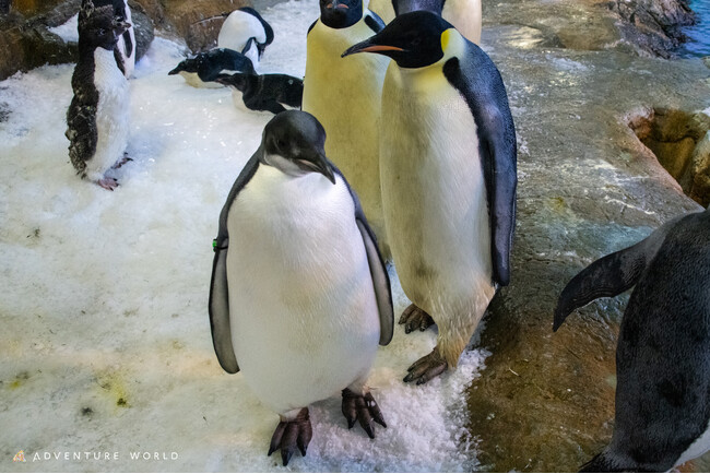 エンペラーペンギンの子ども 初節句を祝う特別セレモニーを開催しました！
