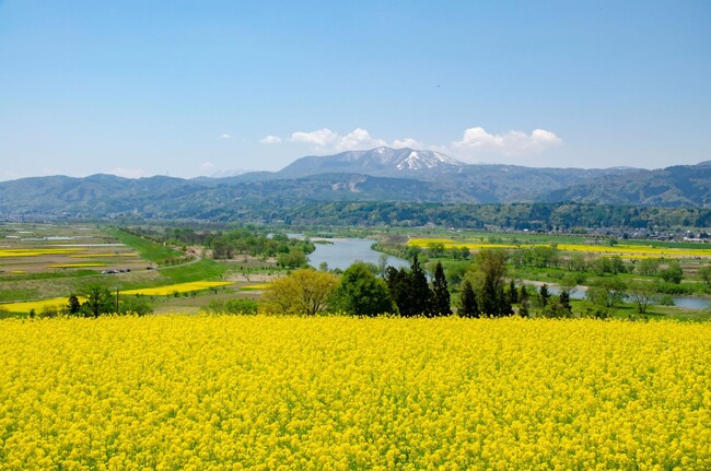 信州・飯山が黄色に染まる。千曲川沿いに広がる“春の菜の花風景”が見頃へ