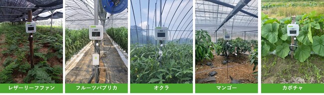 鹿児島県南種子町でのIoT農業支援を展開農業AI/IoTソリューション「e-kakashi」導入で収穫量倍増の成果も