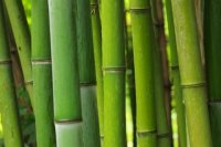 「鬼滅の刃」の禰豆子が咥えている竹は本物とは違う? 口枷と実際の竹を科学的に比較