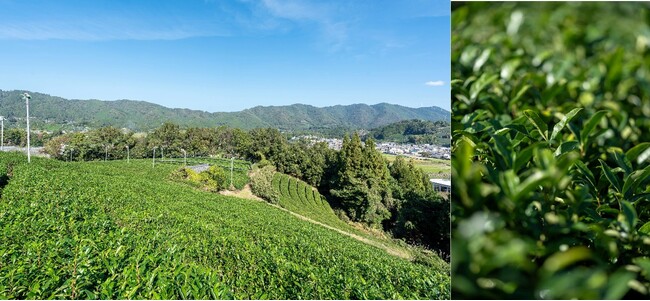 【デュシタニ京都】茶葉のみを使った新たな喫煙体験「茶香」と、日本酒やウィスキーとのマリアージュを味わうウェルビーイングメニューを提供開始