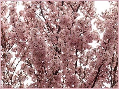 川崎市内初！市内の花き生産者が見つけた新品種のサクラ「吉兆」が品種登録されました！