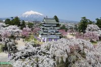 弘前市、ふるさと納税で「弘前公園さくらオーナー」を募集