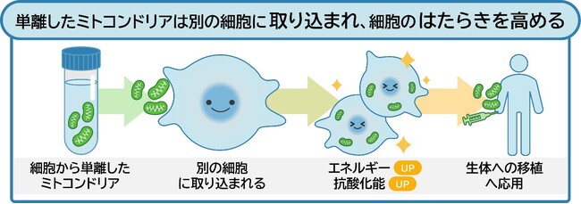 ミトコンドリアが細胞に取り込まれるメカニズムを解明 ～細胞のエネルギー機能を直接補う次世代医療の実現に大きく前進～