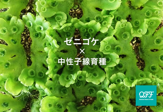 【神戸大 石崎研究室×QFF】中性子線育種技術でゼニゴケの変異体創出へ、受託研究を開始。