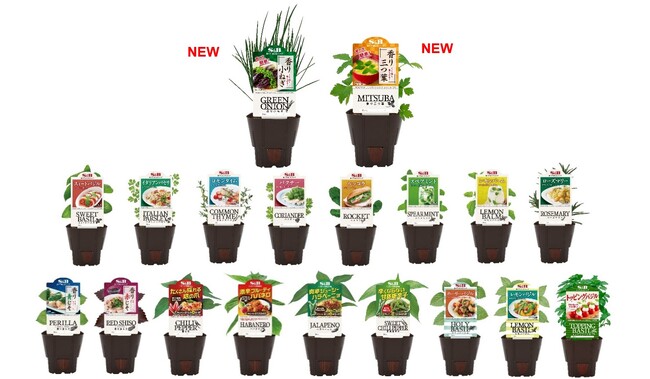 前年を大幅に上回る反響の「S&Bハーブ苗」！「香り小ねぎ」「香り三つ葉」を新たに加えた全１９品　４月１日発売（一部の苗は５月１１日発売）