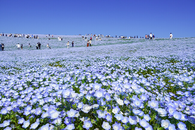 ネモフィラの開花予想2026版を公開しました（国営ひたち海浜公園）